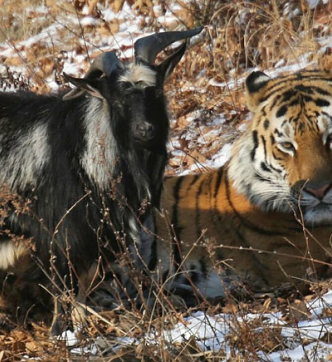 Ρωσία: Πέθανε ο τράγος Τιμούρ, o «καλύτερος φίλος» του τίγρη Αμούρ