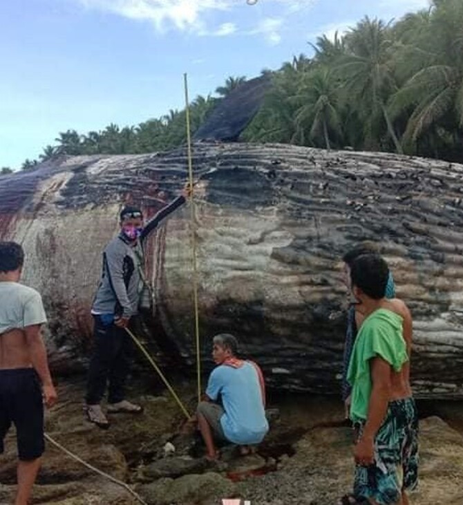 Νεκρή φάλαινα ξεβράστηκε σε παραλία των Φιλιππινών - Έντονη ανησυχία των ειδικών