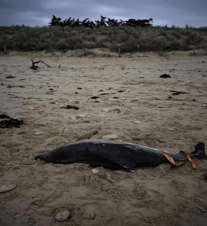 Γιατί τα θαλάσσια πλάσματα ξεβράζονται νεκρά σε ακτές σε όλο τον κόσμο