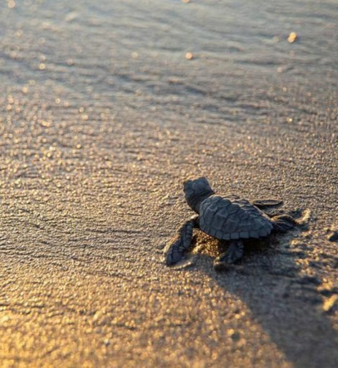 Εκατοντάδες μωρά θαλάσσιες χελώνες αφέθηκαν ελεύθερα στη Νικαράγουα