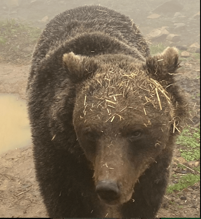Αρκτούρος: Ξύπνησε η πρώτη αρκούδα από τον χειμέριο ύπνο