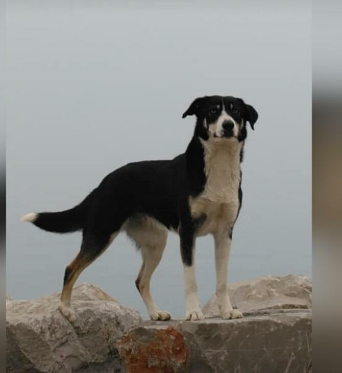 Έχασε τον σκύλο του στους Κήπους Έβρου και τον βρήκε έναν χρόνο μετά στη Σερβία!