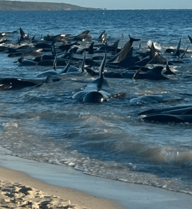 Πάνω από 150 φάλαινες εξόκειλαν και αργοπεθαίνουν σε ακτή της Αυστραλίας – Μεγάλη επιχείρηση διάσωσης