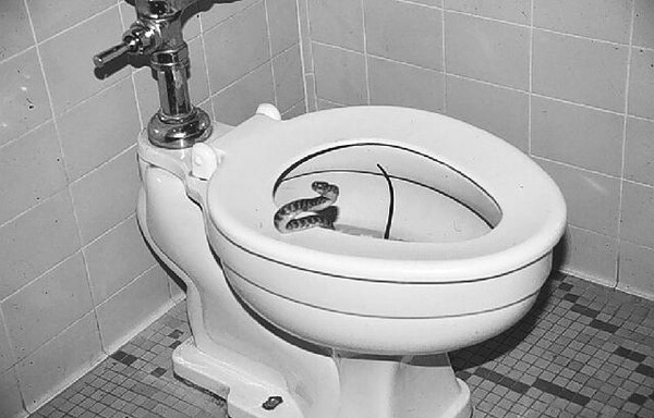 Φίδι δάγκωσε 35χρονο σε «ευαίσθητο» σημείο ενώ βρισκόταν στην τουαλέτα