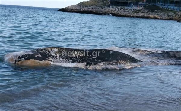Κερατέα: Νεκρή φάλαινα ξεβράστηκε σε παραλία - Προβληματισμός για την απομάκρυνσή της