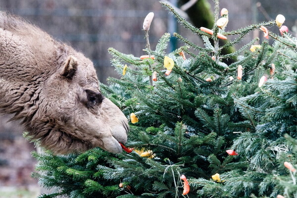 Οι ελέφαντες τρώνε χριστουγεννιάτικα δέντρα στον ζωολογικό κήπο του Βερολίνου