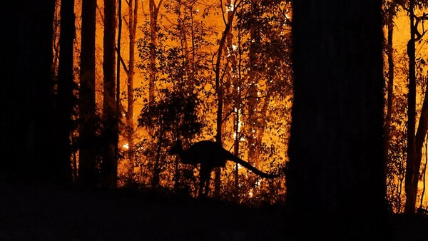 Αυστραλία: Οι πυρκαγιές έχουν αφανίσει τουλάχιστον μισό δισ. ζώα και φυτά