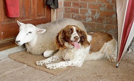 Babe - Το πρόβατο που φέρεται σαν σκύλος
