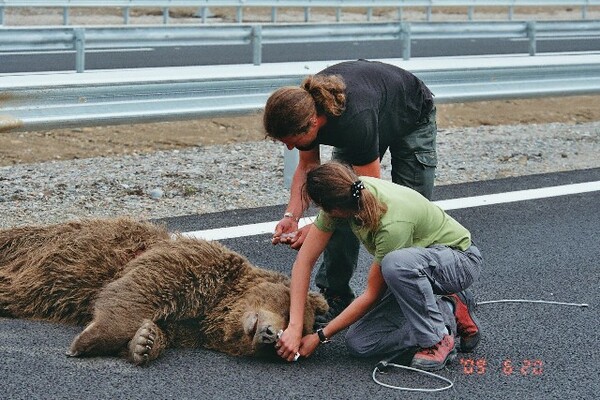 Αρκτούρος: «Χάνεται μια γενιά αρκούδων στους δρόμους»