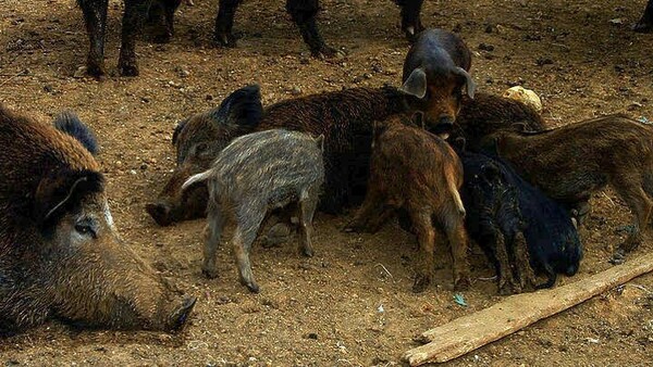 Μέτρα για τα αγριογούρουνα στη Θεσσαλονίκη- Δίνεται για πρώτη φορά άδεια στους κυνηγούς να σκοτώνουν 10