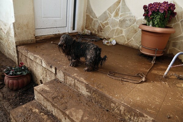 Ο σκύλος-επιζών στη Μάνδρα: Λασπωμένος αλλά ζωντανός και αυτό γιατί δεν τον εγκατέλειψαν