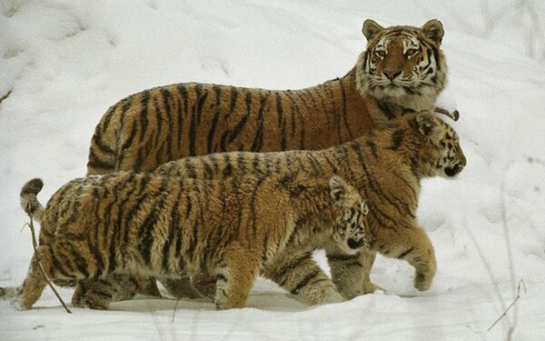Σπάνιες τίγρεις εμφανίστηκαν ξανά σε περιοχές της Ασίας