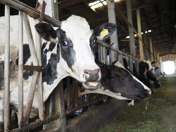 Ισπανία: Τρίτο κρούσμα της νόσου των «τρελών αγελάδων» μέσα σε λίγους μήνες
