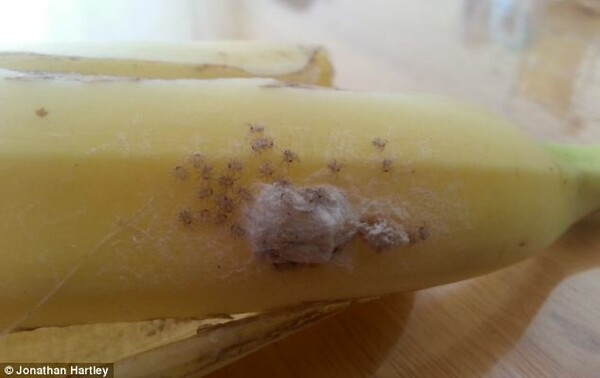 Δηλητηριώδεις αράχνες μέσα σε μπανάνες