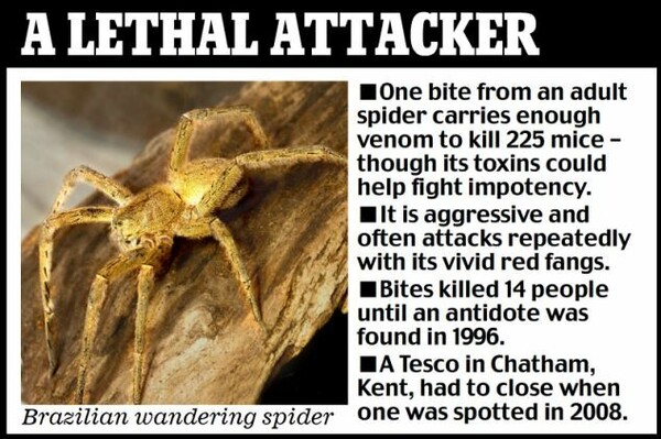 Δηλητηριώδεις αράχνες μέσα σε μπανάνες