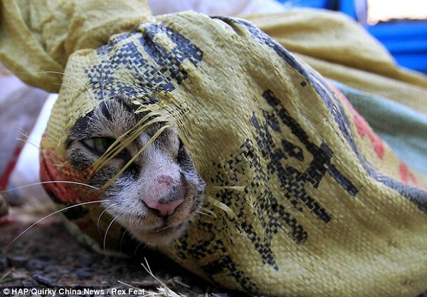Κίνα: ακτιβιστές απελευθέρωσαν χίλιες γάτες που εκτρέφονταν για έδεσμα