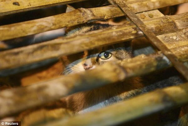 Κίνα: ακτιβιστές απελευθέρωσαν χίλιες γάτες που εκτρέφονταν για έδεσμα