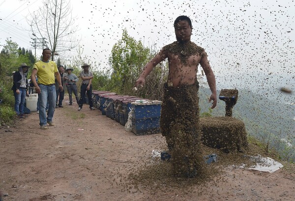 Kινέζος παραγωγός καλύφθηκε με μέλισσες βάρους 45 κιλών για να προωθήσει το μέλι του