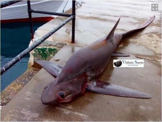 Καρχαρία 250 κιλών έπιασαν ψαράδες στην Κεφαλονιά