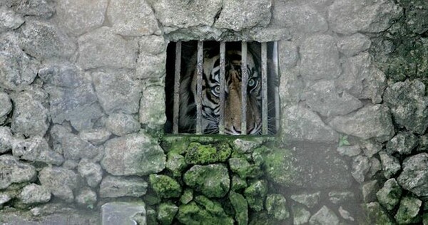 Λιοντάρι κρεμασμένο στο ζωολογικό κήπο κολαστήριο της Ινδονησίας