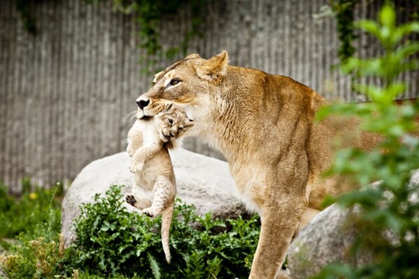 Ευθανασία σε τέσσερα λιοντάρια λόγω χώρου από τον Ζωολογικό Κήπο της Κοπεγχάγης