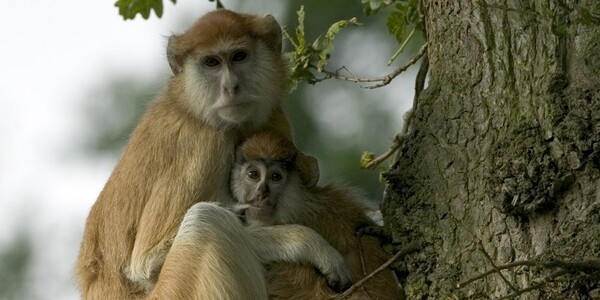Βρετανία: Δεκατρείς μαϊμούδες νεκρές από πυρκαγιά σε πάρκο σαφάρι
