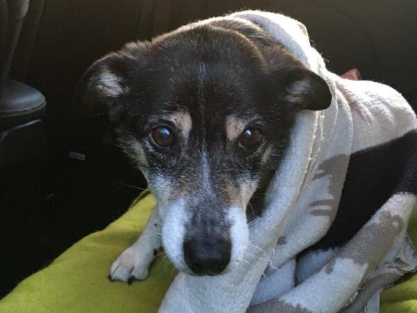 Ουαλία: Σκύλος βρέθηκε μετά από 10 μέρες χαμένος στα χιόνια