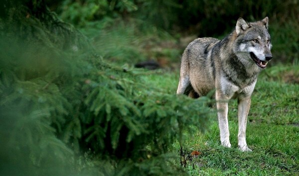 Ένα απίστευτο ταξίδι - Η Νάγια γίνεται ο πρώτος λύκος που εμφανίζεται στο Βέλγιο εδώ και έναν αιώνα