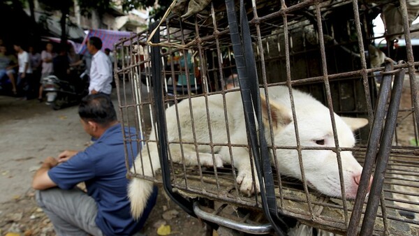 Κινέζοι γιόρτασαν την ισημερία τρώγοντας σκύλους πρόωρα για να αποφύγουν τους ακτιβιστές