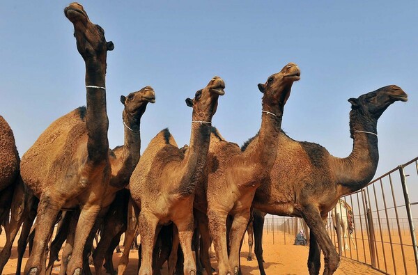 Καμήλες αποκλείστηκαν από διαγωνισμό ομορφιάς λόγω μπότοξ