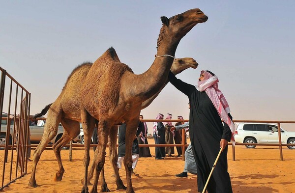 Καμήλες αποκλείστηκαν από διαγωνισμό ομορφιάς λόγω μπότοξ