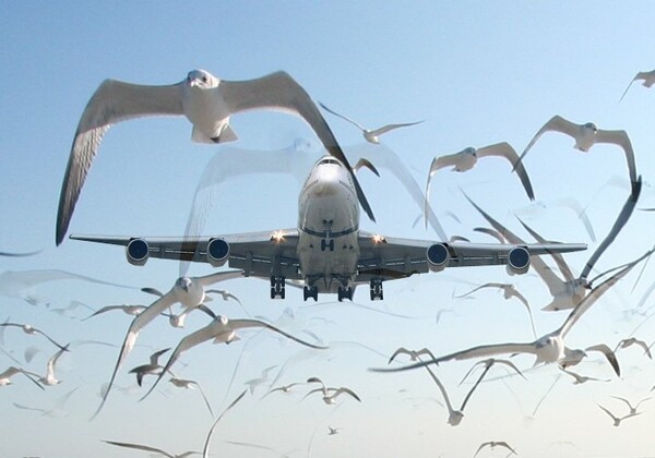 Πουλιά "ανάγκασαν" αεροπλάνο με 190 επιβάτες να προσγειωθεί στα Χανιά