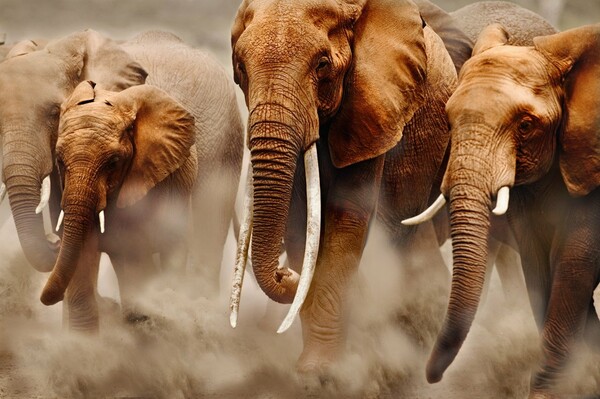 Οι ελέφαντες έχουν την καλύτερη όσφρηση από όλα τα θηλαστικά