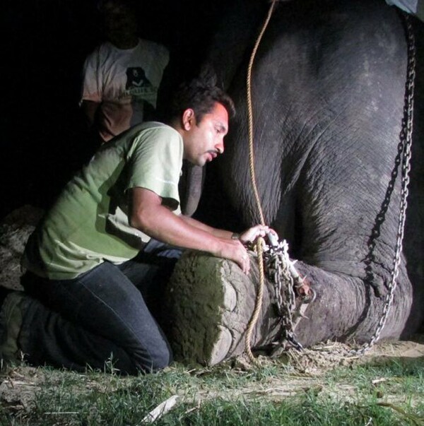 Ελέφαντας "δάκρυσε" όταν τον απάλλαξαν από τα δεσμά