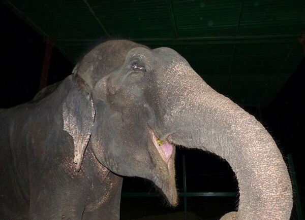 Ελέφαντας "δάκρυσε" όταν τον απάλλαξαν από τα δεσμά