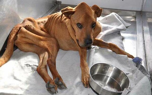 Ασυνείδητος «φυλάκισε» 6 σκυλιά για ένα μήνα χωρίς τροφή και νερό