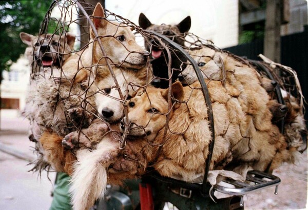 Κινέζοι γιόρτασαν την ισημερία τρώγοντας σκύλους πρόωρα για να αποφύγουν τους ακτιβιστές