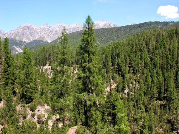 Αποσύρθηκαν οι επίμαχες διατάξεις του νομοσχεδίου για τα δάση