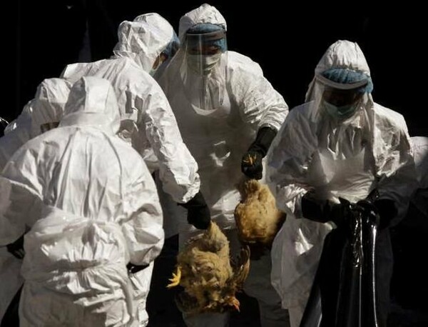 Αίγυπτος: Γυναίκα πέθανε από τη γρίπη των πτηνών