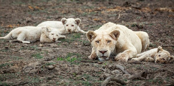 Σπάνια λευκά λιοντάρια γεννήθηκαν και φωτογραφήθηκαν για πρώτη φορά στην άγρια φύση