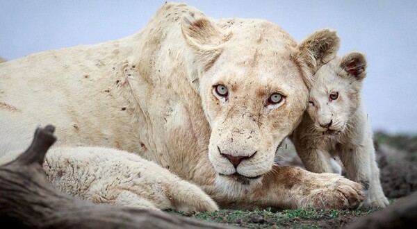 Σπάνια λευκά λιοντάρια γεννήθηκαν και φωτογραφήθηκαν για πρώτη φορά στην άγρια φύση