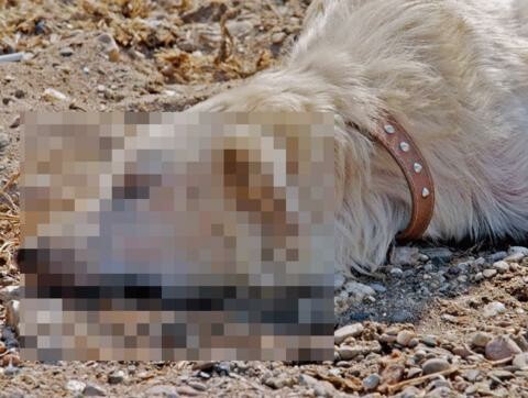 Απίστευτη κτηνωδία στην Κύπρο: Πυροβόλησαν 13 σκυλιά στο κεφάλι