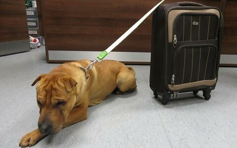 Εγκατέλειψαν σκύλο σε σταθμό τρένου μαζί με τα «υπάρχοντα» του