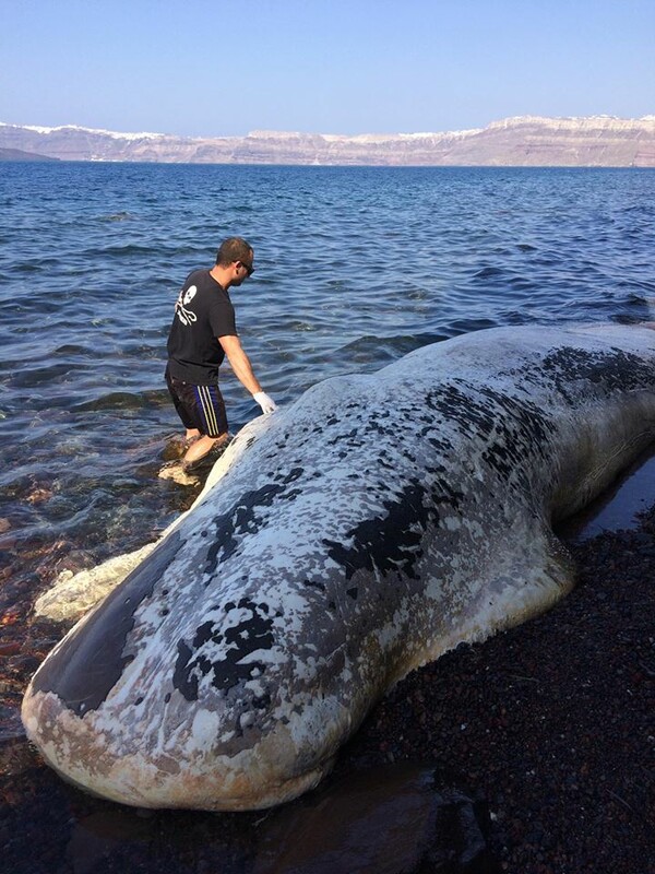 Νεκρή φάλαινα ξεβράστηκε στις ακτές της Σαντορίνης - ΒΙΝΤΕΟ
