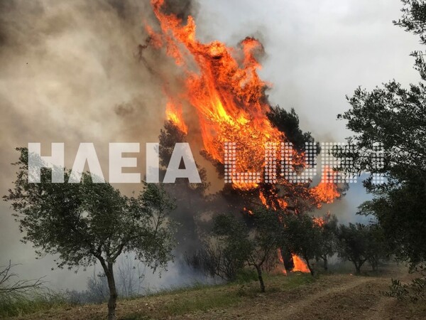 Δύσκολη νύχτα στην Ηλεία - Ζητήθηκε η εκκένωση χωριού καθώς οι φλόγες έφτασαν στα σπίτια