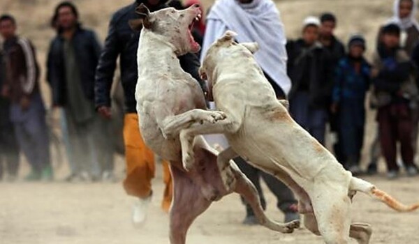 Καταδικάστηκαν δύο άτομα στο Λαύριο για κυνομαχίες με πιτμπουλ και κακοποίηση σκύλων