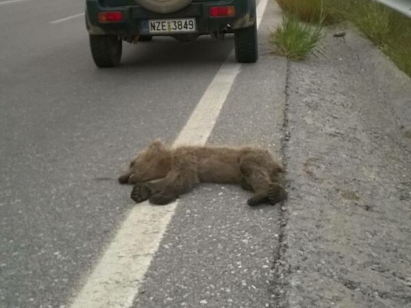 Νεκρό 7 μηνών αρκουδάκι στη Φλώρινα- Το σκότωσε διερχόμενο αυτοκίνητο