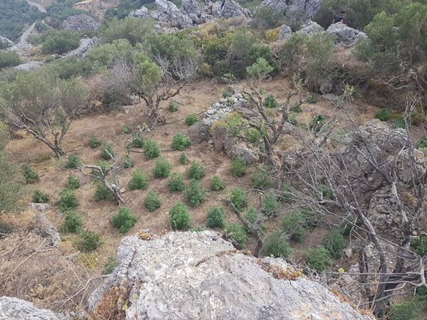 Εντοπίστηκαν 79 δενδρύλλια κάνναβης στην Ιεράπετρα