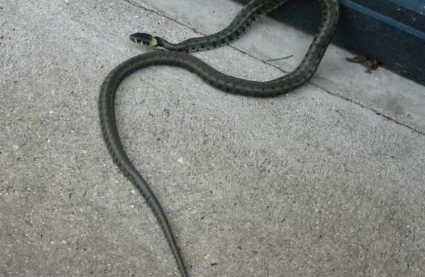 Πάτρα: Φίδι ενός μέτρου «βγήκε βόλτα» σε πλατεία