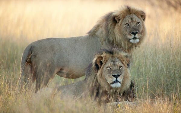 Τα μωρά του λιονταριού Cecil προστατεύονται από τον αδελφό του
